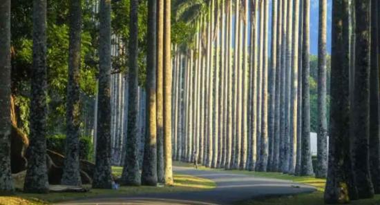 උද්භිද උද්‍යාන ආදායම රුපියල් බිලියනය ඉක්මවයි